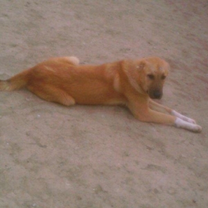 coban iti satllr 8 ayllqdl erkeydi qimetde munasib qi/ete verilir.