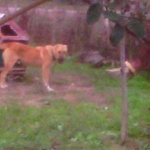 coban iti satllr 8 ayllqdl erkeydi qimetde munasib qi/ete verilir.