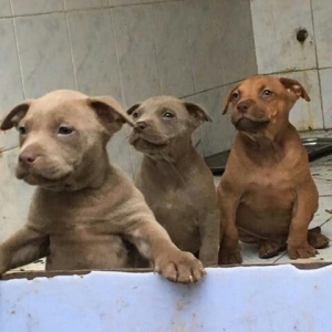 Temİz pİtbul balalari satilir