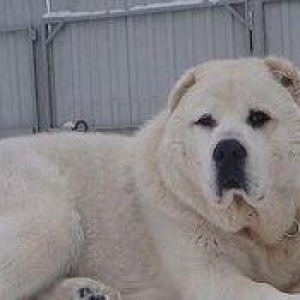 alabay l  tam saglamdi erkek disi var basqa nov itlerimizde var