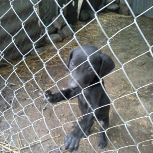 Temiz kuckar cinsdi ov itidi quyrugu kesilib 2 ay balasidi erkekdi pey