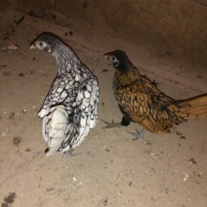 Sibrit fereleri 2 qizili 1 gumus uc ayliqdilar. Qiymet birne aiddir.