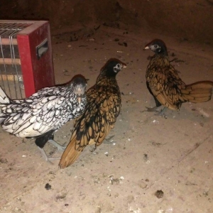 Sibrit fereleri 2 qizili 1 gumus uc ayliqdilar. Qiymet birne aiddir.