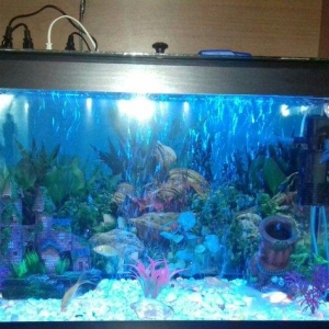 Akvarium100 litirdi gapagi ve iwigi var su filteri