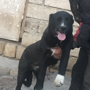 Dağstan çoban iti 5 aylıqdı qancıxtı diger şekildeki anası atasının şe