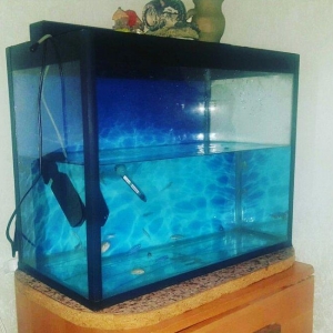 Akvarium her seyi var super 100 litr icinin aksesu