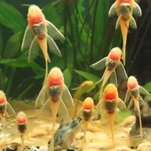 Ancistrus l-144 sari ve qara rengler balalar 5sm b