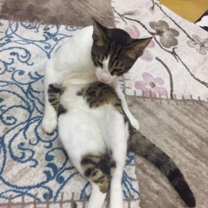 Ev piwiyidir pulsuz verilir sadece evde uwaqlar var deye saxliya