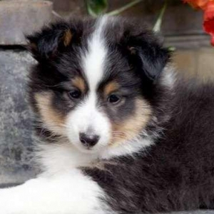 Ш Е Л Т И - великолепные щенкиЩенки чипированы, имеют документы ,