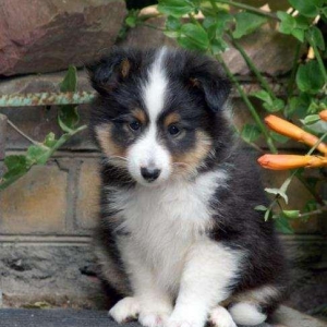 Ш Е Л Т И - великолепные щенкиЩенки чипированы, имеют документы ,