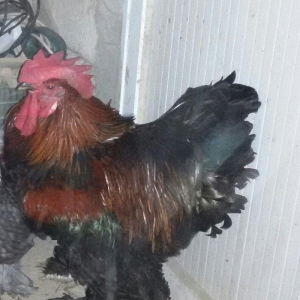 kokinxod xoruzu 1 yaş yarım tam sağlamdı qiym�