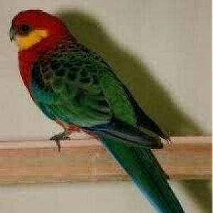 Hazir jüt bu ilki baladilar chox nadir rozella st