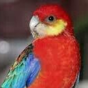 Hazir jüt bu ilki baladilar chox nadir rozella stenli adlanir özümchün