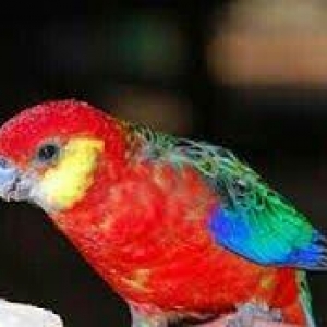 Hazir jüt bu ilki baladilar chox nadir rozella stenli adlanir özümchün