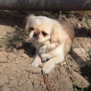 pekines diwidi 1,7 ayliq cute getmiyib qiymet sondu