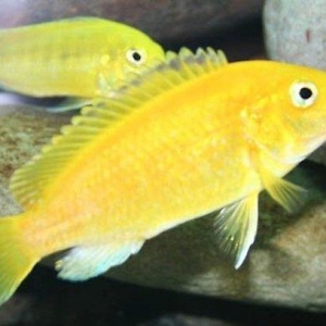 6-7 см. Одной из многочисленных разновидностей цихлид является цихлида