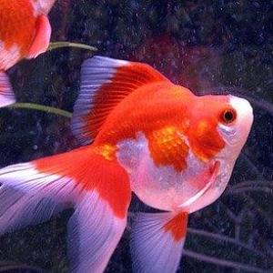 &quot;Aranda&quot; balığı

ölçüləri