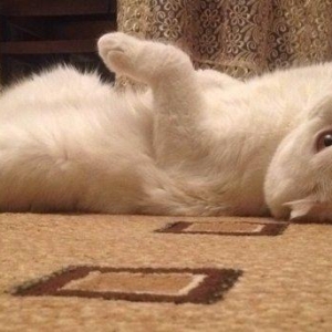 Кот для вязки, cutlesdirmek ucun
Ищем кошечку для вязки, многократный