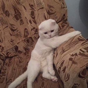 Кот для вязки, cutlesdirmek ucun
Ищем кошечку для вязки, многократный