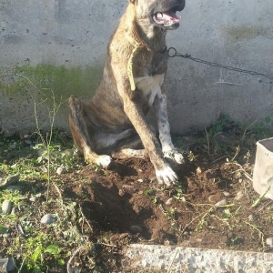 yerli qarabag Agdam iti 2017  martin 2 di anadan olub qiymeti razilasm