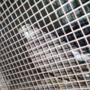 Sahin quwu  vehwi quwdu saxlamaqa vaxtim yoxdu. Qiymetde awagi yeri va