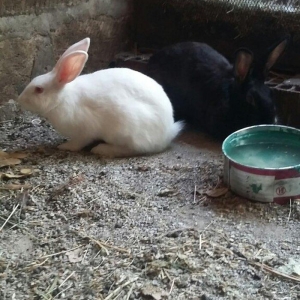 Dovşan satiram erkək dişi.  boğaz.  1 heftəli