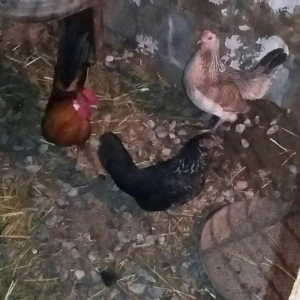 yaponka satiram.  tek ve ya cüt şəkildə satili