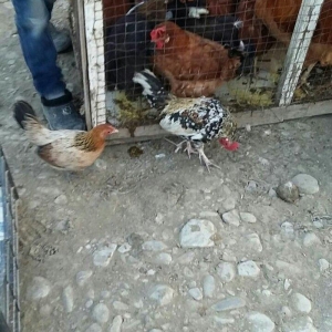 yaponka satiram.  tek ve ya cüt şəkildə satilir sibrayt  ferede var ya