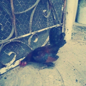 yaponka satiram.  tek ve ya cüt şəkildə satilir sibrayt  ferede var ya