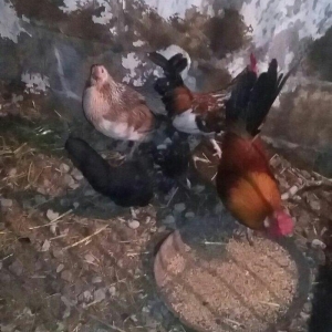 yaponka satiram.  tek ve ya cüt şəkildə satilir sibrayt  ferede var ya