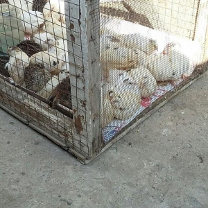 Bildirçin satiram 60 denedir 2 50  dan  hamisin g