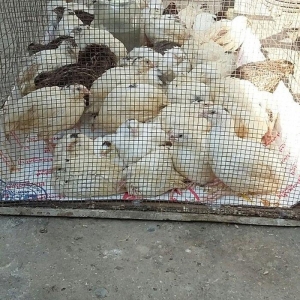 Bildirçin satiram 60 denedir 2 50  dan  hamisin goturan olsa  2 manatd