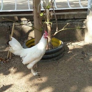 yaponka satiram  1 xoruz 1 fere düm ağdilar 6 ayliq yaponkalardi razil