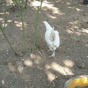 yaponka satiram  1 xoruz 1 fere düm ağdilar 6 ayliq yaponkalardi razil