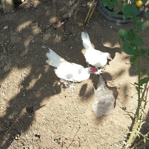 yaponka satiram  1 xoruz 1 fere düm ağdilar 6 ayliq yaponkalardi razil