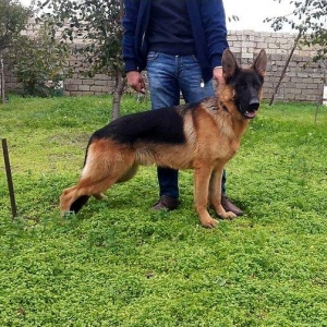 Təmiz alman avçarkası satırm öz itimin balasıdı tam sağlamdı