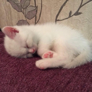 Şotland dişi pişik. Aktiv və sevimli pişikdir. Sərbəst yemək yeyir