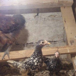 3 aylıq 1 pompon xoruz 30 m .  və 3 aylıq 3 əd