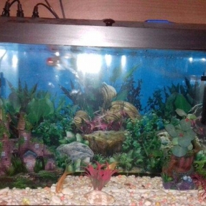 Akvarium 100 litirlikdi filtir, su gizdiricisi, kompressor, dekorlar,