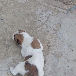 Atasi Dagistan Anasi yerli coban itidir 3ude disidir almag fikrinde ol