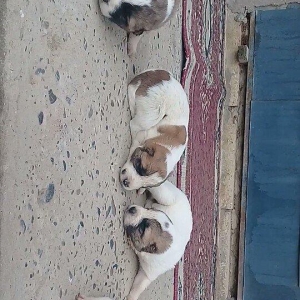 Atasi Dagistan Anasi yerli coban itidir 3ude disidir almag fikrinde ol