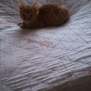 Отдам в добрые руки котенка .мальчик около трех месяцев,ходит в