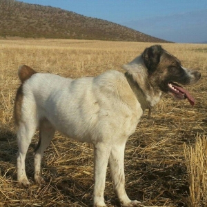 salam it satlir qurd basardi 18 ayliqdi körpeliyinden ozumde olub Zaka