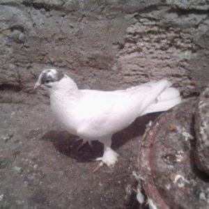 Gozu xalli badam lalak enni quyruq 17 tuk hundur uzun erkakdi