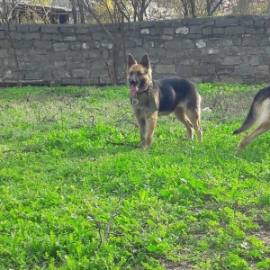 salam tecili satilir xarice gedirem ona gore bala vaxtindan ozumde olu