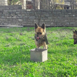 salam tecili satilir xarice gedirem ona gore bala vaxtindan ozumde olu