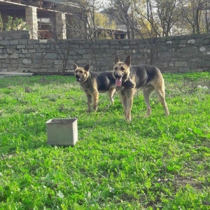 salam tecili satilir xarice gedirem ona gore bala vaxtindan ozumde olu