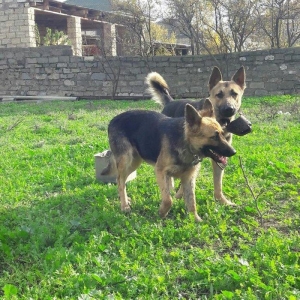 salam tecili satilir xarice gedirem ona gore bala vaxtindan ozumde olu