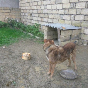 Coban iti adamcildi baxa bilmirem 7-8 dene toyugla barter ederem axran