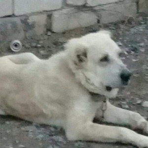 Yerli coban itinen alabayin qarisigidir erkeydir 3yasi var hem heyet u